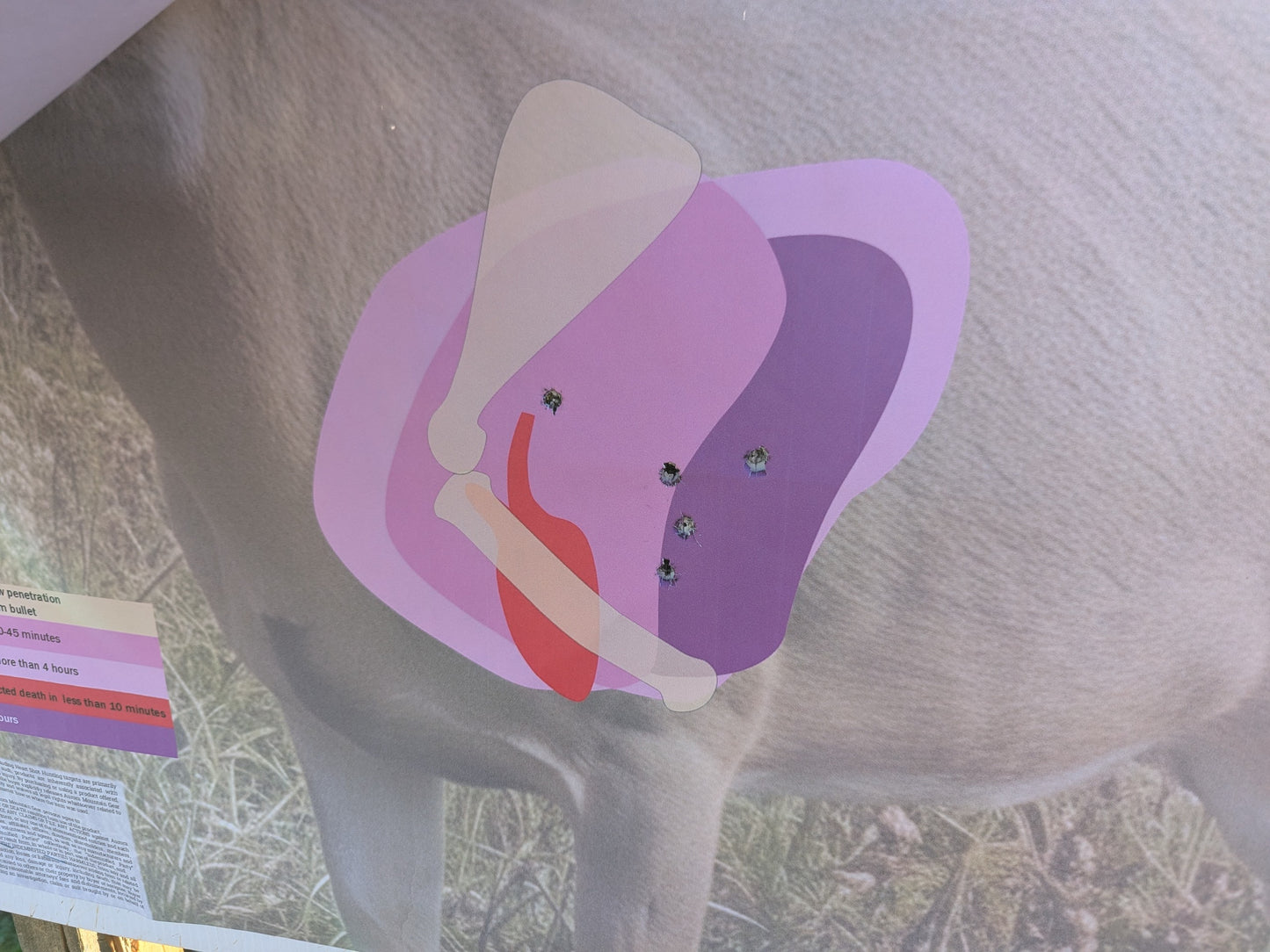 Whitetail Life Size Hidden Vitals Target – Quartering toward life size whitetail