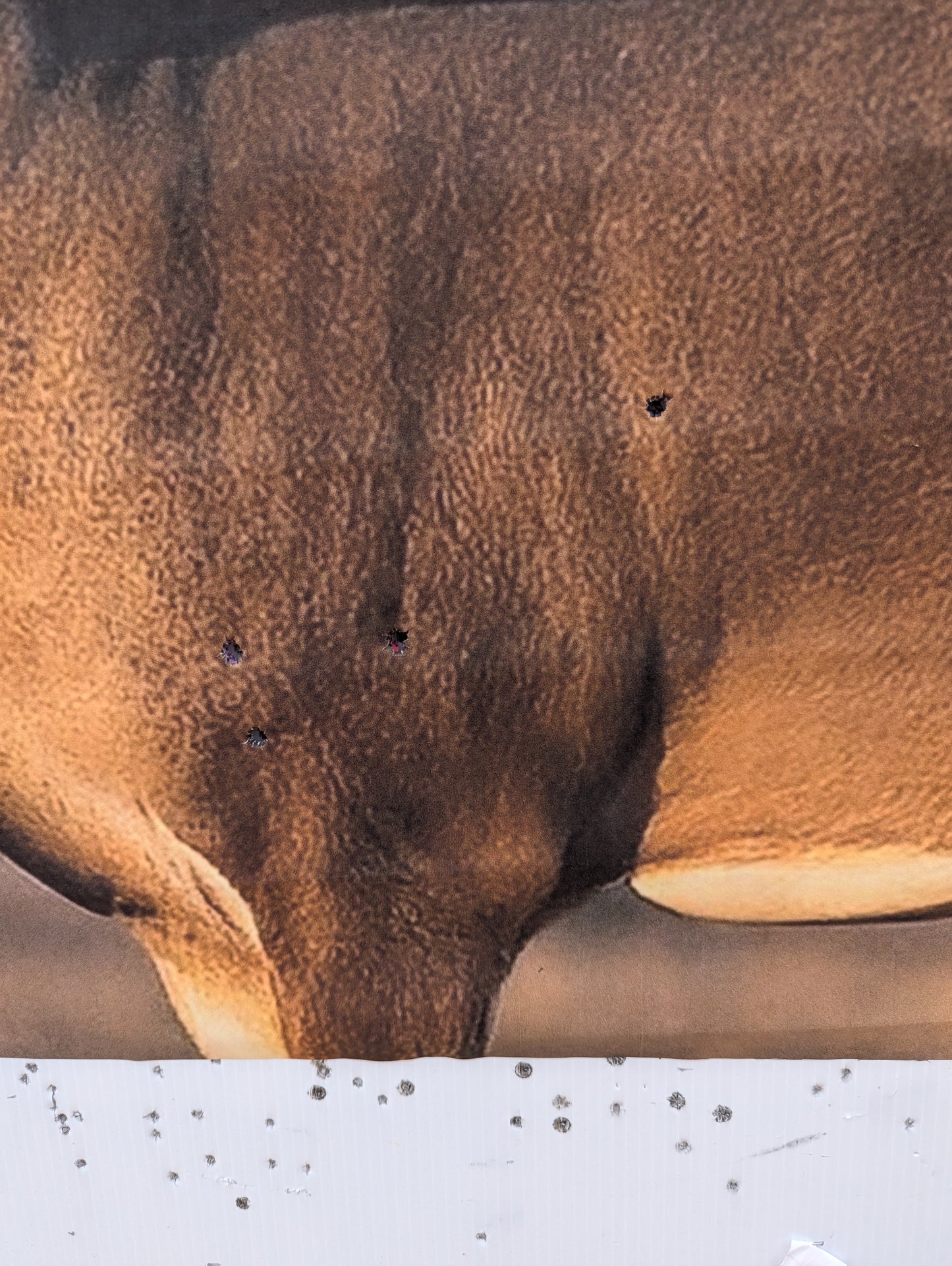 Whitetail Life Size Hidden Vitals Target - Southern White Tail Buck Deer
