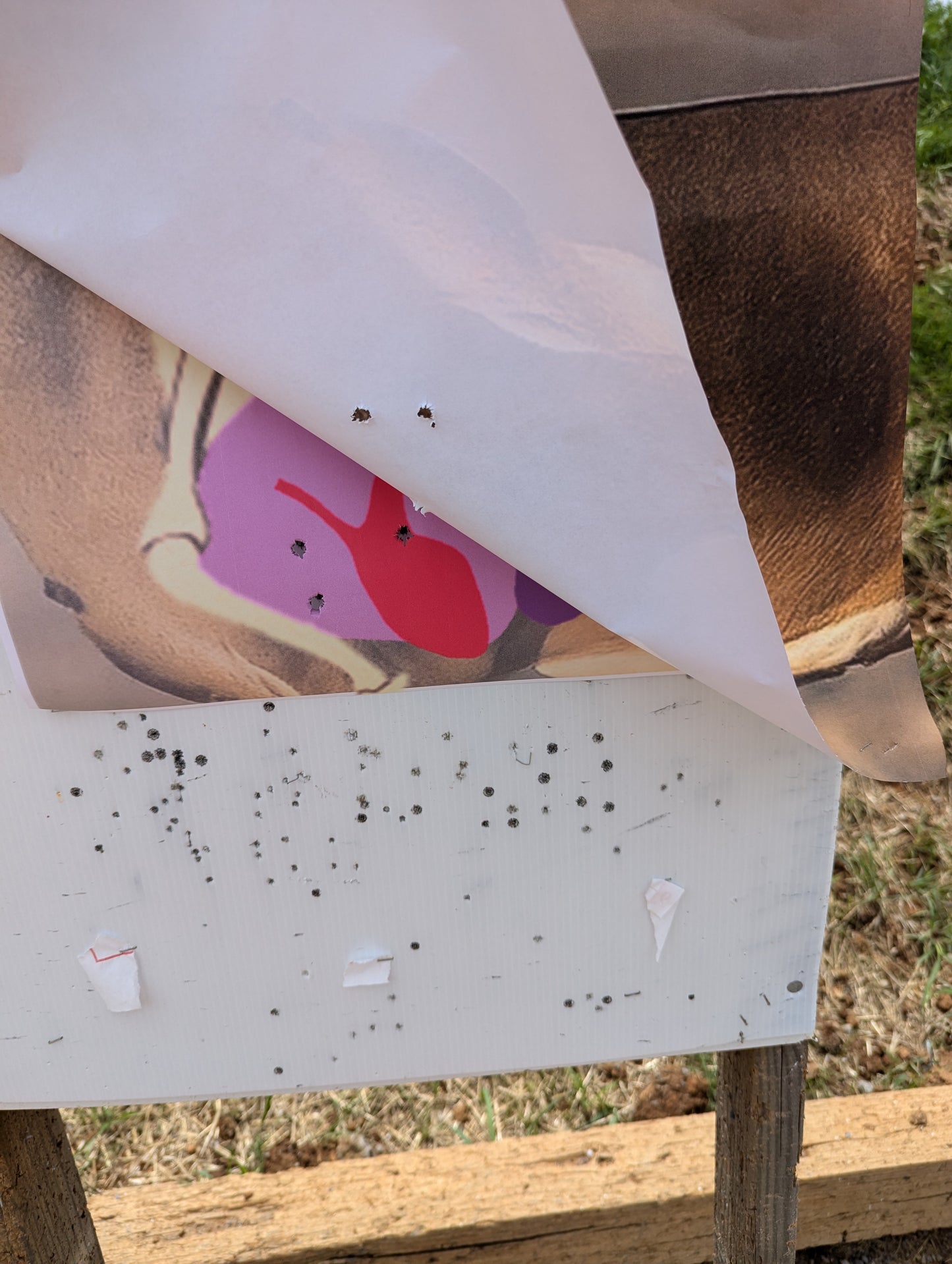 Whitetail Life Size Hidden Vitals Target - Southern White Tail Buck Deer