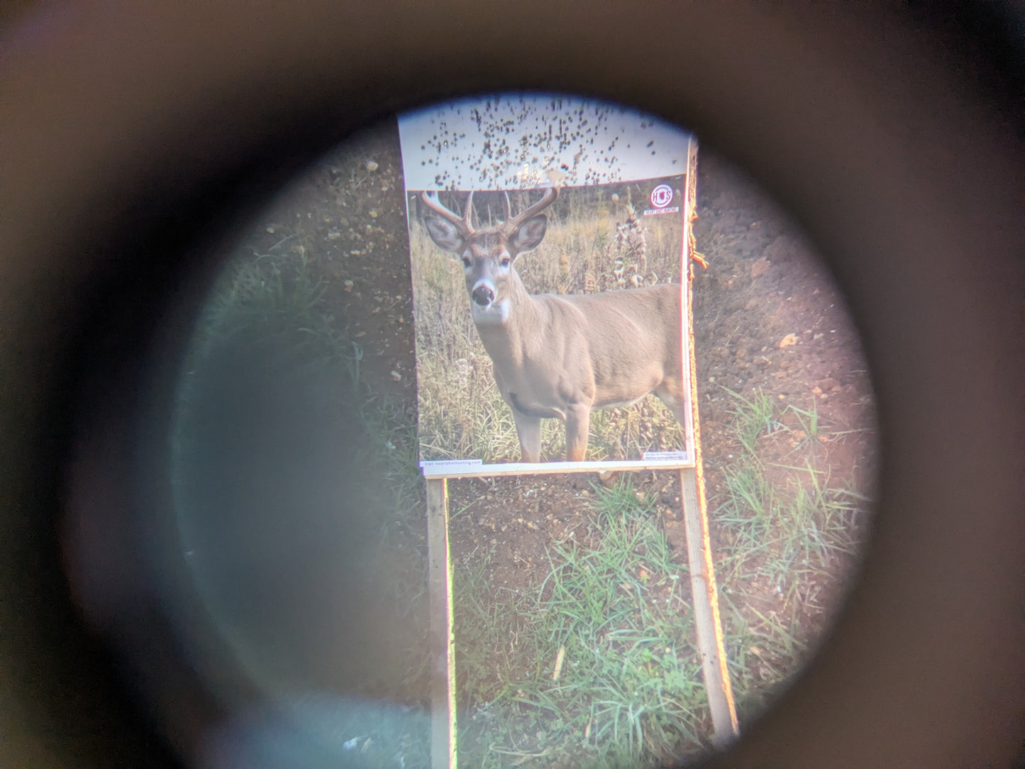 Whitetail Life Size Hidden Vitals Target – Quartering toward life size whitetail