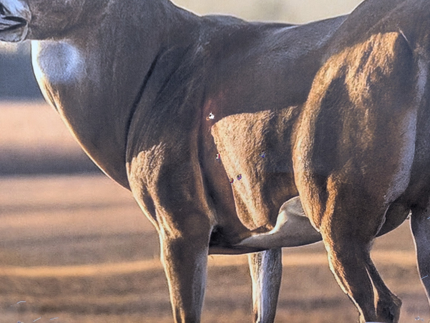 Whitetail Life Size Hidden Vitals Target – Quartering away life size whitetail buck