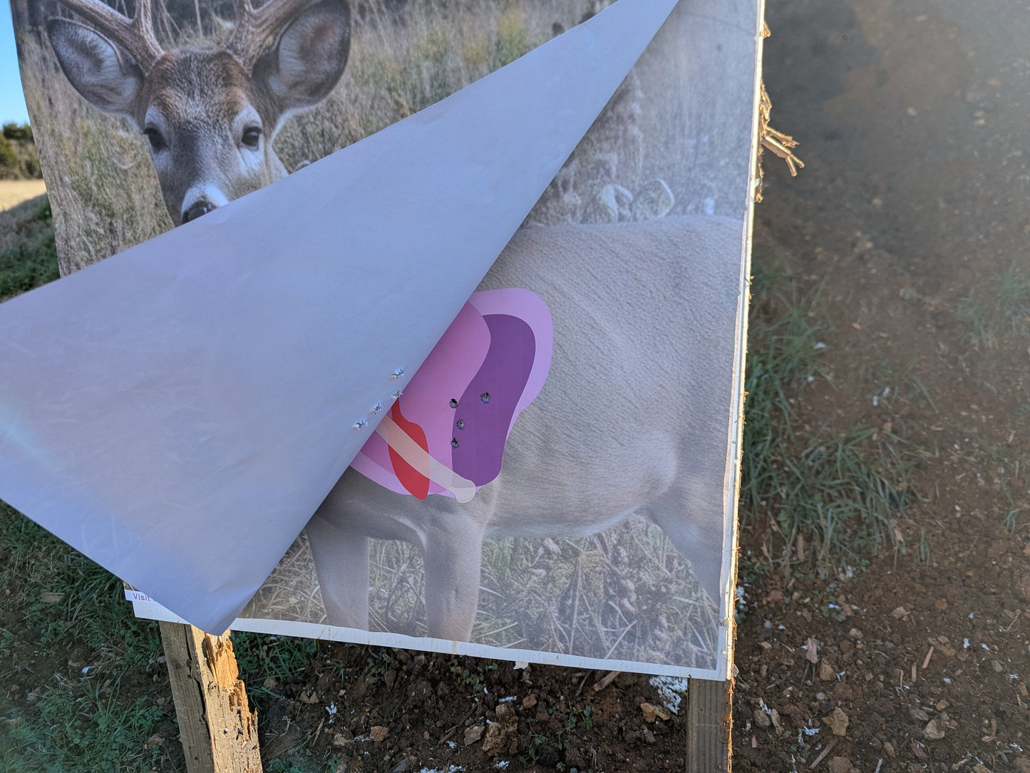 Whitetail Life Size Hidden Vitals Target – Quartering toward life size whitetail