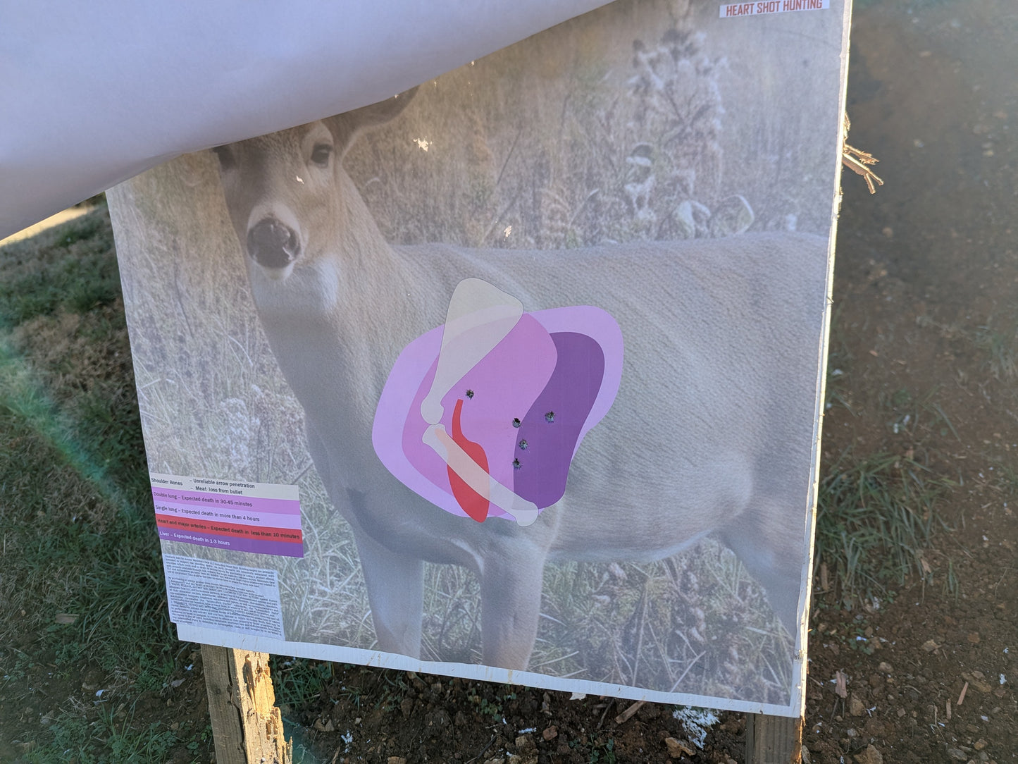 Whitetail Life Size Hidden Vitals Target – Quartering toward life size whitetail